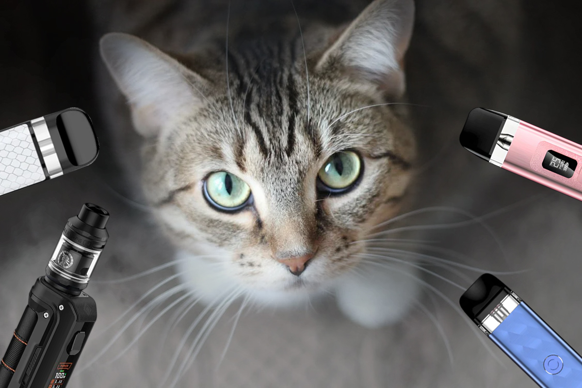 Can Cats Get High From Vape Smoke