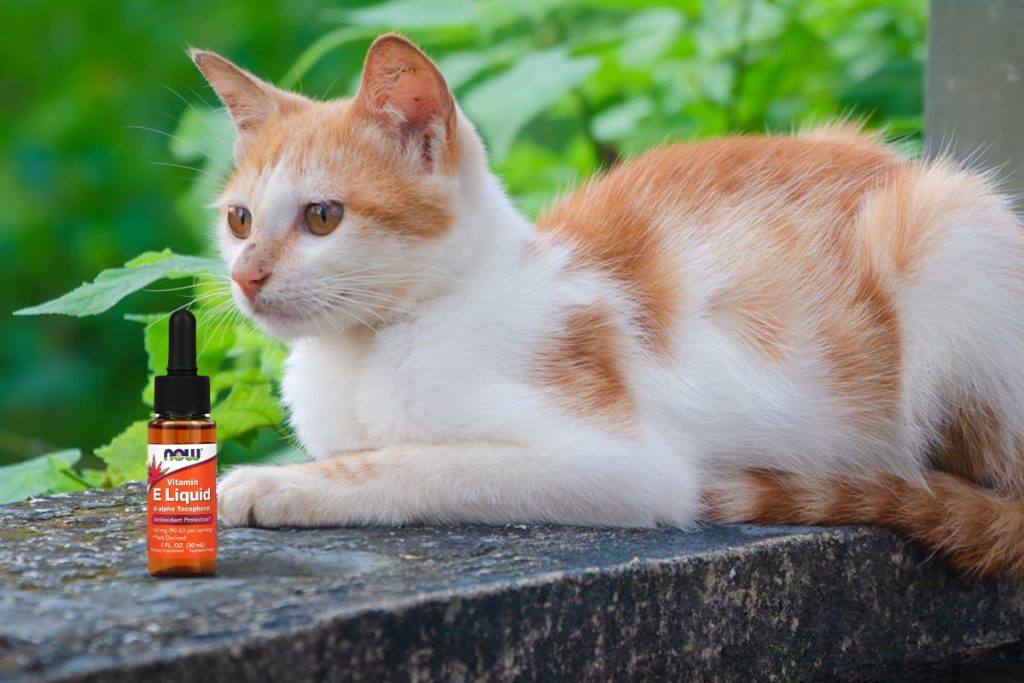 Cat accidentally ingested e-cigarette liquid