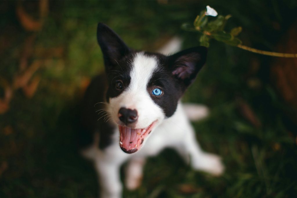 Does a Dog Get High From Vape Smoke Containing THC