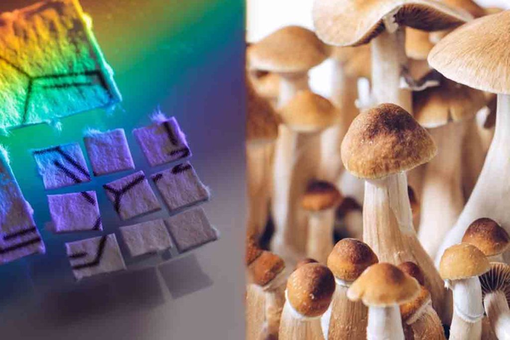 lsd and psilocybin